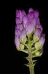 Curtiss' milkwort